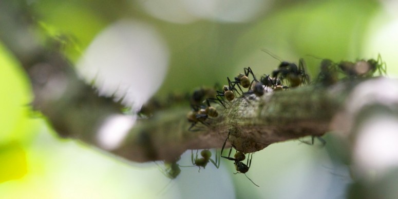 Транспортные потоки будут управляться по принципу муравьиного трафика