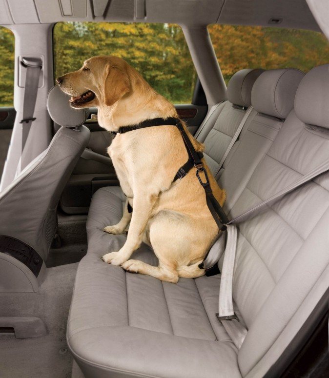 Subaru озаботилось безопасностью собак
